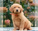 Molly - Female Golden Retriever Puppy for Sale - Photo #2