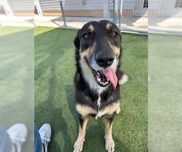 Medium Photo #2 German Shepherd Dog-Unknown Mix Puppy For Sale in Houston, TX, USA