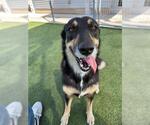 Small #1 German Shepherd Dog Mix