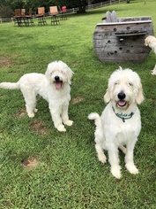 Father of the Goldendoodle puppies born on 07/20/2018