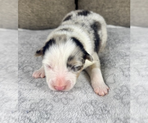 Medium Photo #57 Australian Shepherd Puppy For Sale in SALISBURY, NC, USA