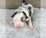 Small Photo #57 Australian Shepherd Puppy For Sale in SALISBURY, NC, USA