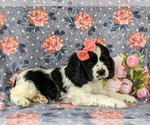 Small Photo #4 Cocker Spaniel Puppy For Sale in KIRKWOOD, PA, USA