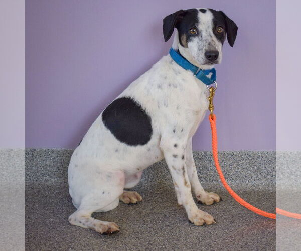Medium Photo #6 Jack-A-Bee Puppy For Sale in Huntley, IL, USA