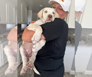 CR - Casper - Male Labrador Retriever-Unknown Mix Dog for Adoption - Photo #2