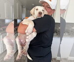 Small Photo #2 Labrador Retriever-Unknown Mix Puppy For Sale in San Diego, CA, USA