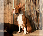 Small Photo #1 Boston Terrier Puppy For Sale in TULARE, CA, USA