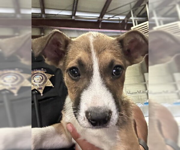 Medium Photo #1 Mutt Puppy For Sale in Bakersfield, CA, USA