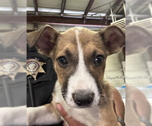 Mutt Dogs for adoption in Bakersfield, CA, USA