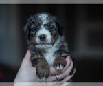 Small Photo #3 Miniature Bernedoodle Puppy For Sale in SWAIN, NY, USA