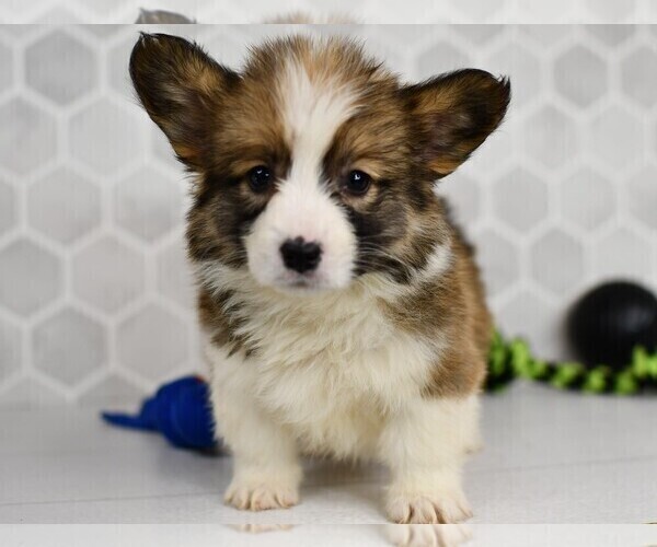 Medium Photo #6 Pembroke Welsh Corgi Puppy For Sale in MIDDLEBURY, IN, USA