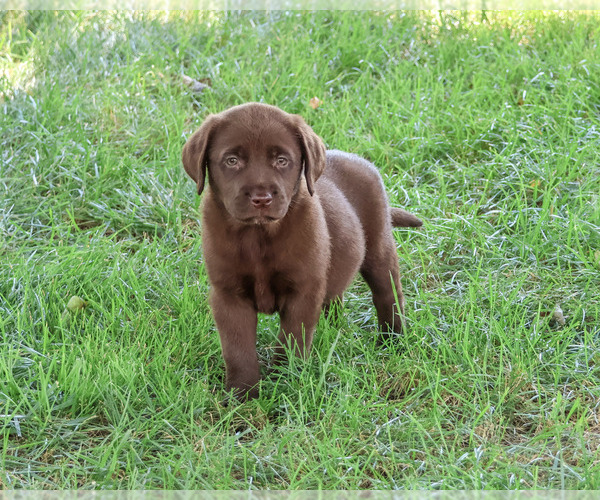 Medium Photo #2 Labrador Retriever Puppy For Sale in SYRACUSE, IN, USA
