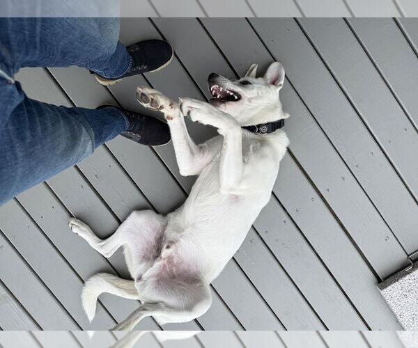 Medium Photo #4 Labrenees Puppy For Sale in Elmsford, NY, USA