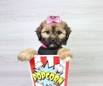 Small Photo #11 Zuchon Puppy For Sale in LAS VEGAS, NV, USA