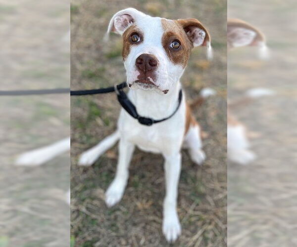 Medium Photo #2 Mutt Puppy For Sale in Augusta, GA, USA