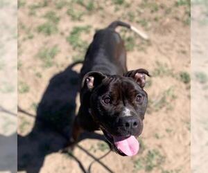 Mutt Dogs for adoption in Aurora, CO, USA