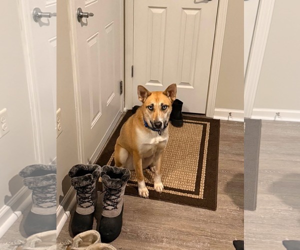 Medium Photo #6 Mutt Puppy For Sale in Westwood, NJ, USA