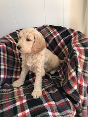 Goldendoodle-Poodle (Standard) Mix Puppy for sale in CONSTANTINE, MI, USA