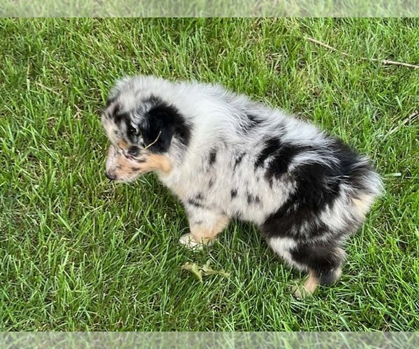 Medium Photo #2 Miniature Australian Shepherd Puppy For Sale in WENTZVILLE, MO, USA