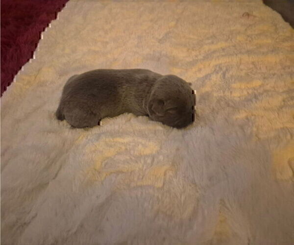Medium Photo #4 Cane Corso Puppy For Sale in COLUMBIA, SC, USA