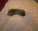 Small #3 Cane Corso