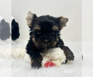 Yorkshire Terrier Puppy for sale in MIAMI BEACH, FL, USA
