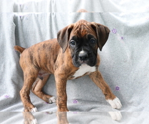 Boxer Puppy for sale in SHILOH, OH, USA