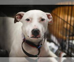 Small #6 Bulldog-Labrador Retriever Mix