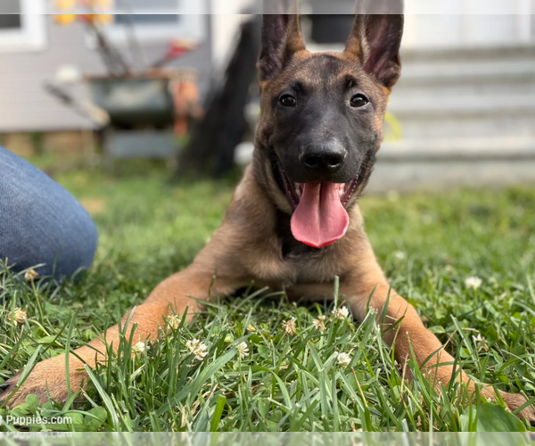 Medium Photo #1 Belgian Malinois Puppy For Sale in NORTH BROOKFIELD, MA, USA