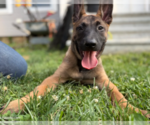 Puppy Bruce Belgian Malinois
