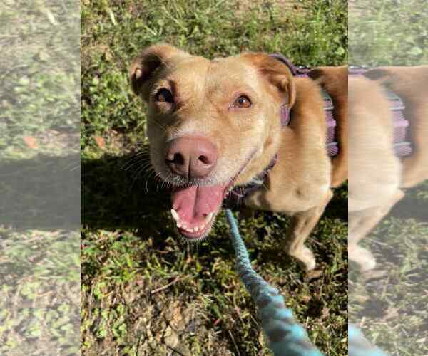 Medium Photo #1 Labrador Retriever Puppy For Sale in Crandall, GA, USA