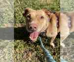 Small Labrador Retriever