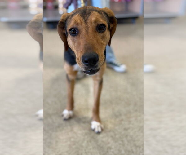 Medium Photo #9 German Shepherd Dog-Unknown Mix Puppy For Sale in Rustburg, VA, USA