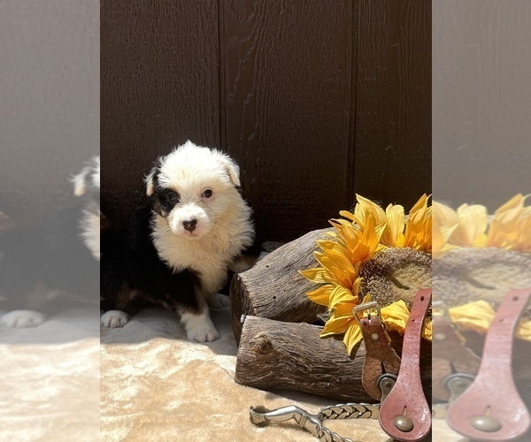 Medium Photo #3 Australian Shepherd Puppy For Sale in EUSTIS, FL, USA