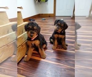 Airedale Terrier Puppy for sale in CAMBRIDGE, OH, USA