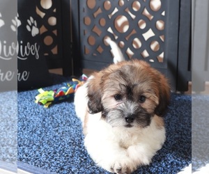 Zuchon Puppy for sale in MOUNT VERNON, OH, USA