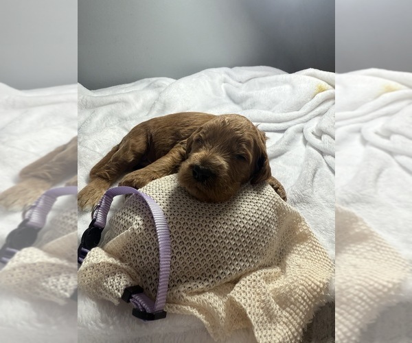 Medium Photo #8 Goldendoodle Puppy For Sale in LAKELAND, FL, USA