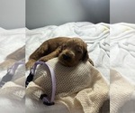 Small Photo #8 Goldendoodle Puppy For Sale in LAKELAND, FL, USA