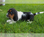 Small #1 Basset Hound