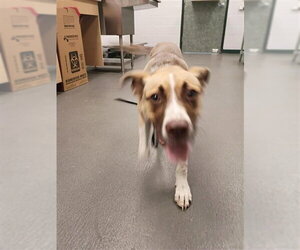 Labrador Retriever-Unknown Mix Dogs for adoption in Corpus Christi, TX, USA