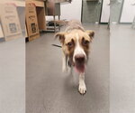 Small Labrador Retriever Mix