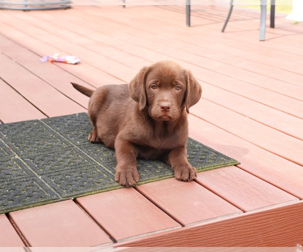 Medium Photo #1 Labrador Retriever Puppy For Sale in SYRACUSE, IN, USA