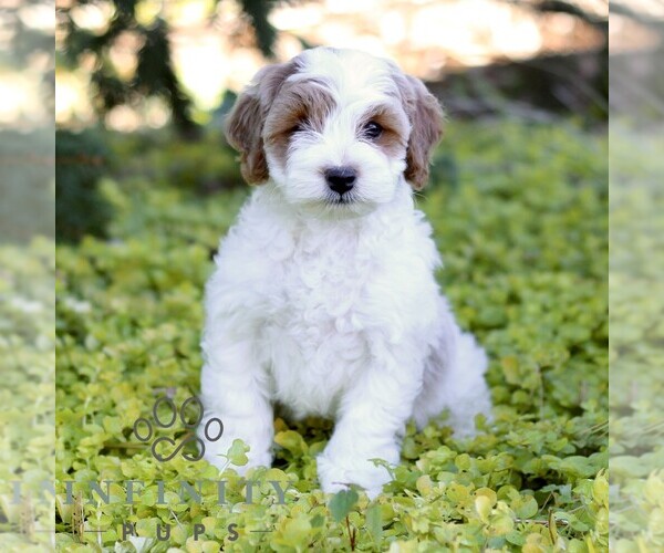 Medium Photo #4 Cavapoo (Miniature) Puppy For Sale in LANCASTER, PA, USA