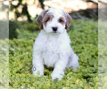 Coconut - Female Cavapoo (Miniature) Puppy for Sale - Photo #4