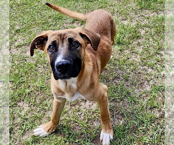 Medium Photo #6 German Shepherd Dog-Unknown Mix Puppy For Sale in Brewster, NY, USA