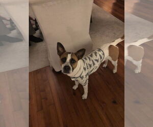 Lola b - Female Boxer-Unknown Mix Dog for Adoption - Photo #8