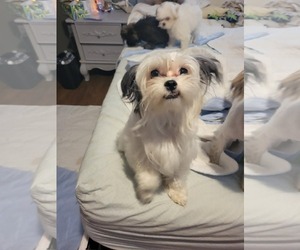 Shih Tzu Dogs for adoption in Arlington, WA, USA