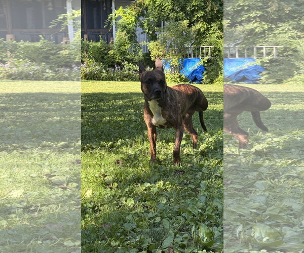 Medium Photo #9 Mutt Puppy For Sale in Oakhurst, NJ, USA