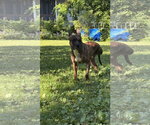 Small #8 Mutt