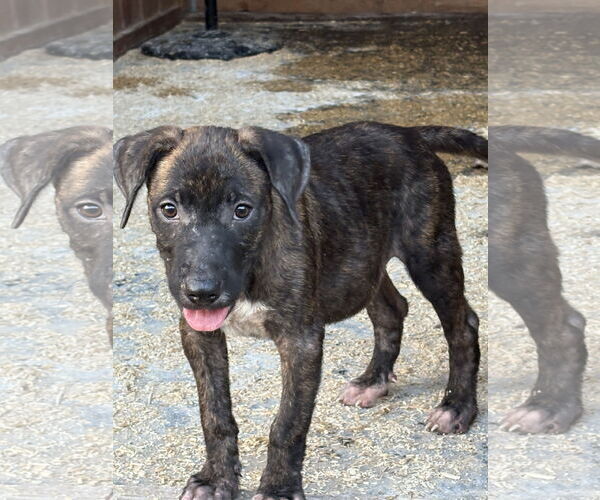 Medium Photo #2 Labrador Retriever-Unknown Mix Puppy For Sale in The Woodlands, TX, USA